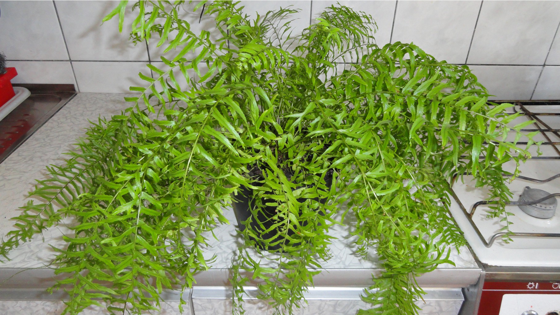   (Nephrolepis Bisserata Furcans)-