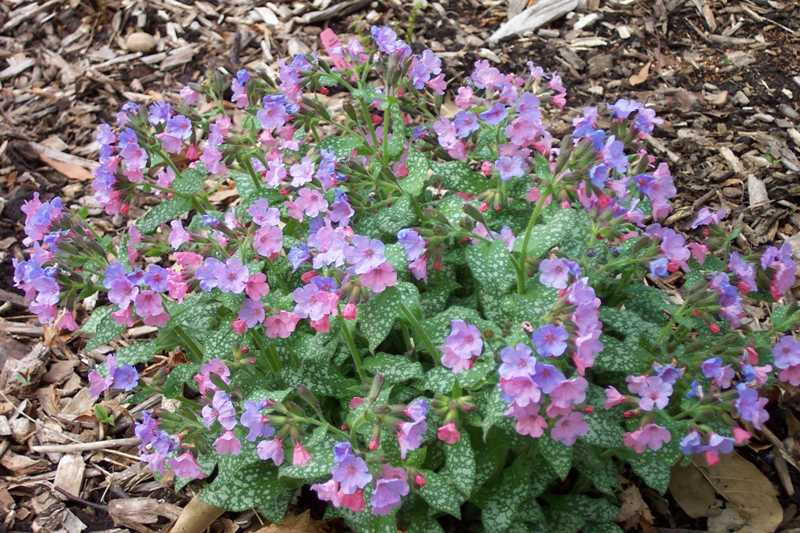 Pulmonaria-saccharata mrs moo.jpg