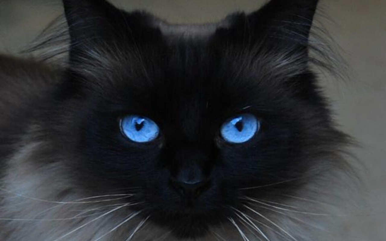 Beautiful-Blue-Eyes-cats-16233668-1280-800.jpg