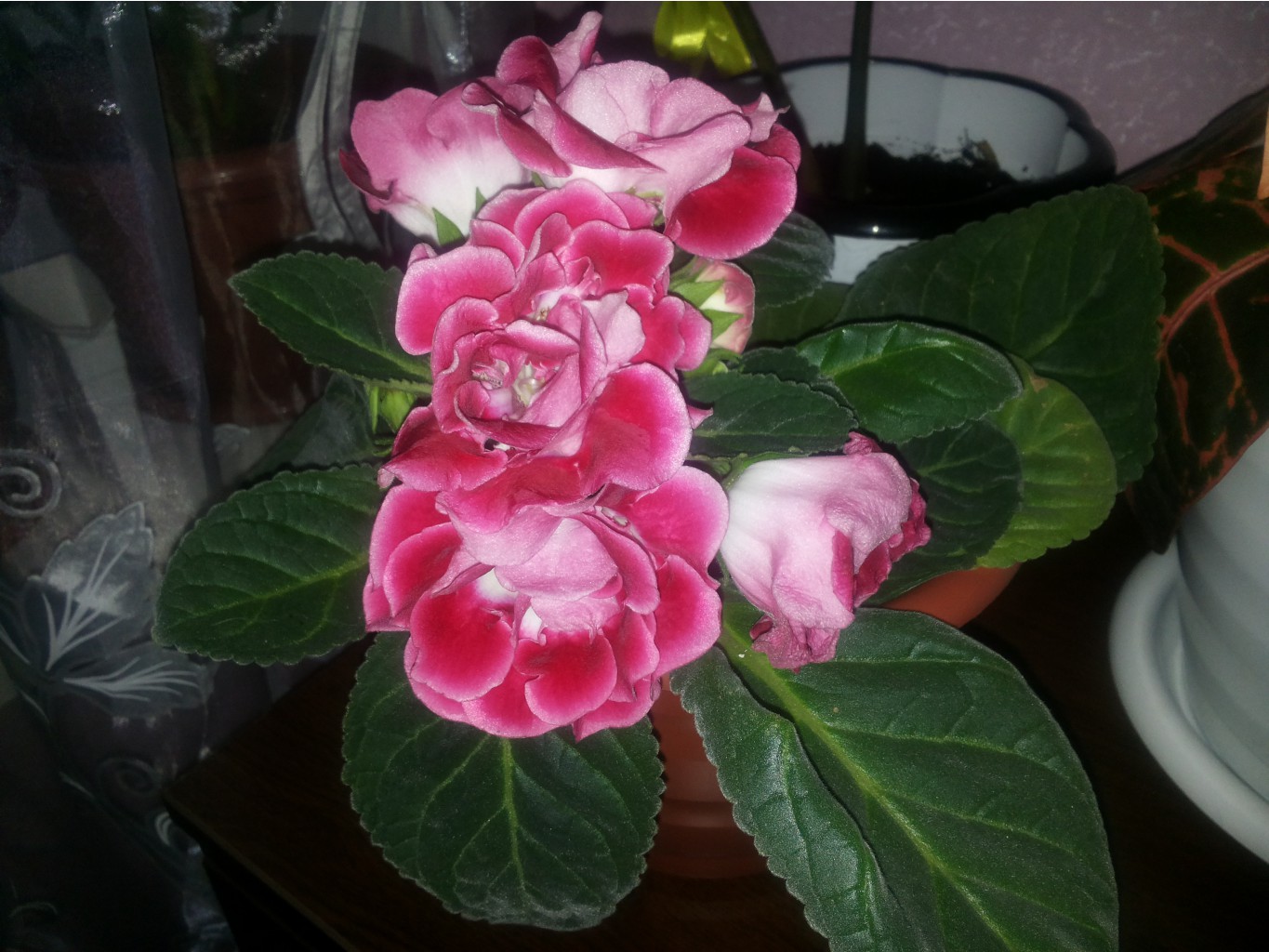 20160416 165232.jpg