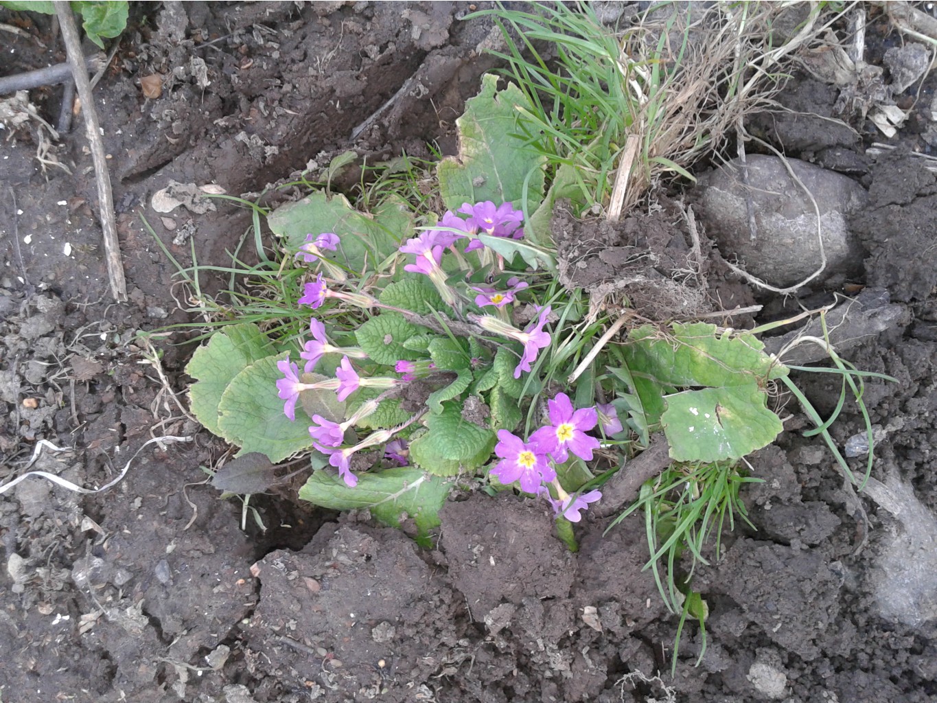 20160425 183047[1].jpg