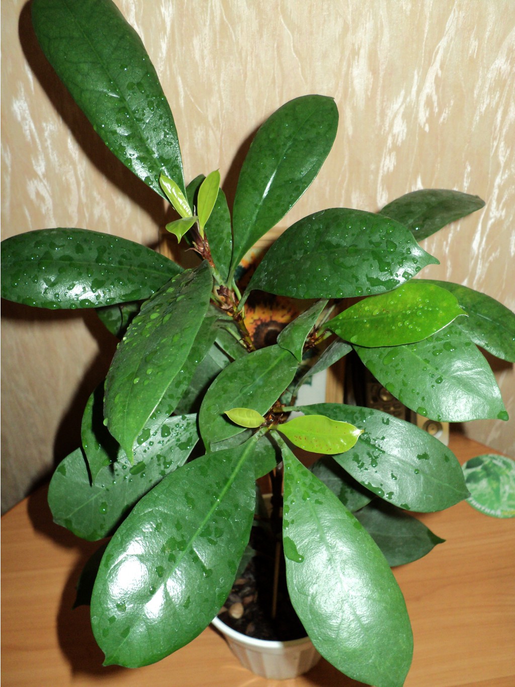   (Ficus cyathistipula)