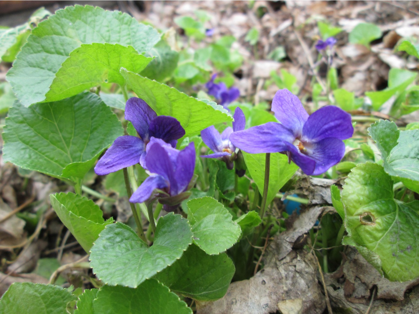 IMG 4277.JPG