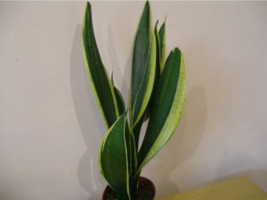 Sansevieria Black Gold Extremeq-200