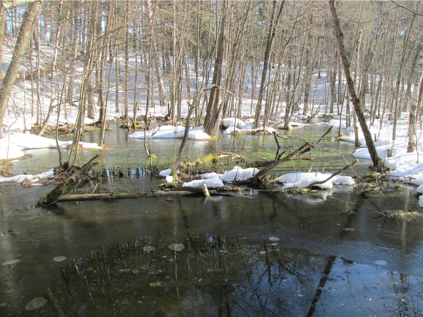 IMG 4185.JPG
