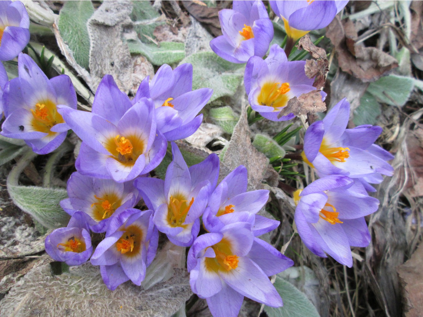 IMG 4250.JPG
