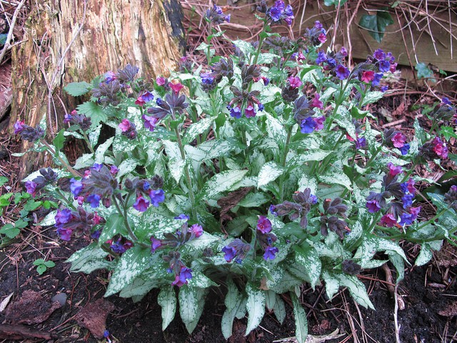 Pulmonaria-longifolia-Diana-Clare.jpg