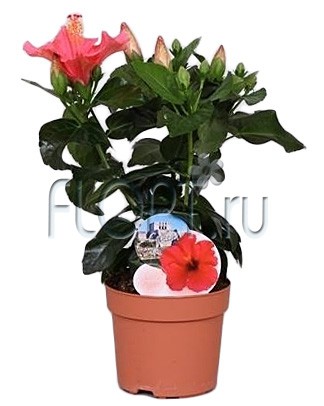 Гибискус Санни Канкун 13х35. 312,9 руб.jpg