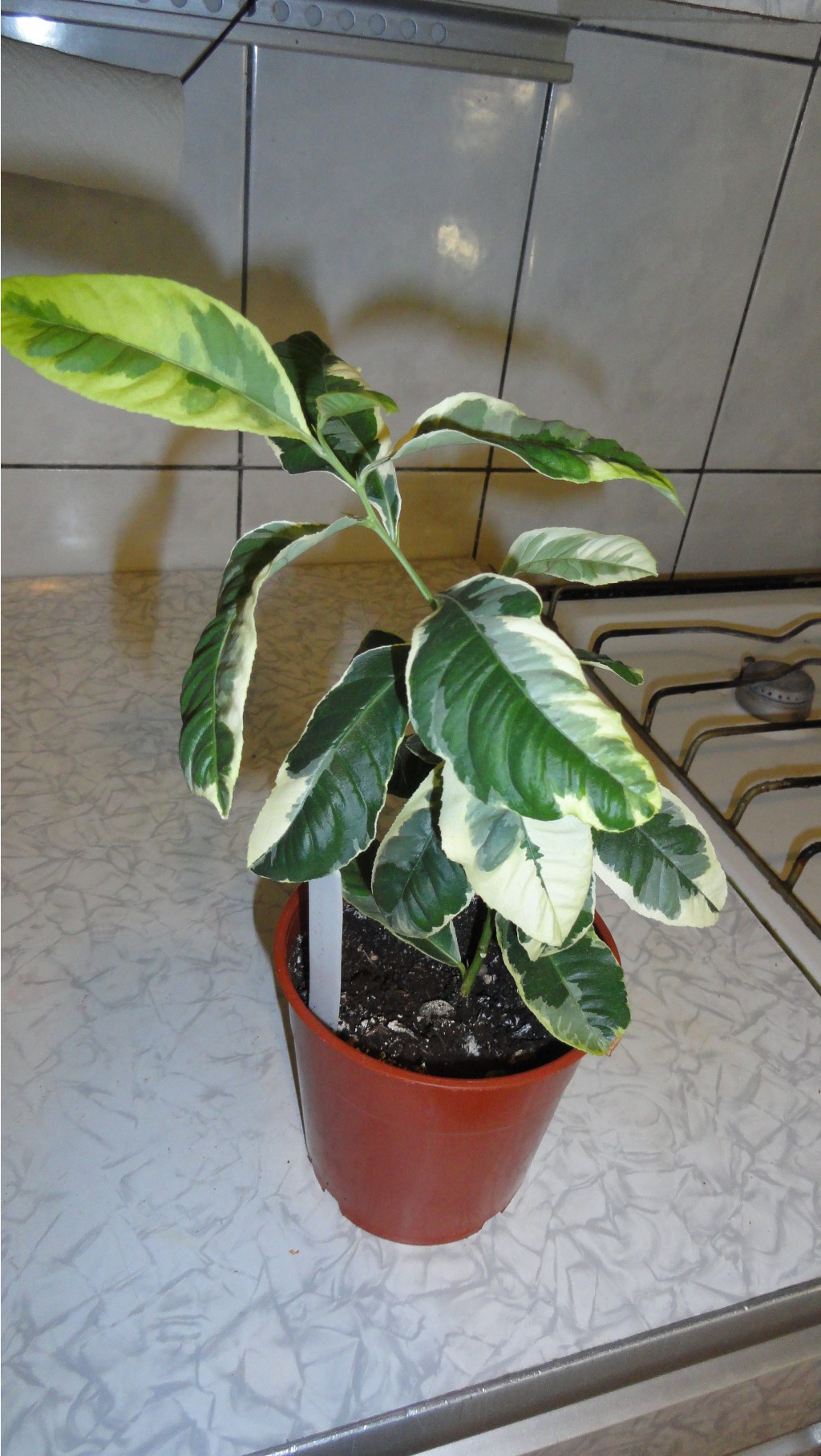   Citrus medica variegata-