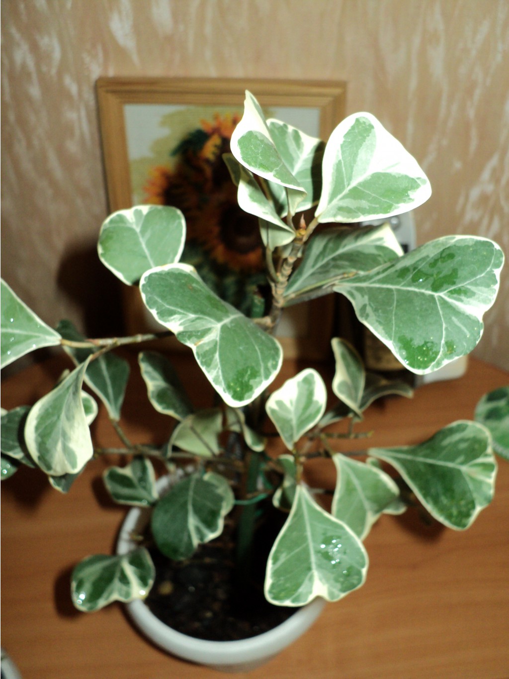 Фикус Ficus triangularis White Margin