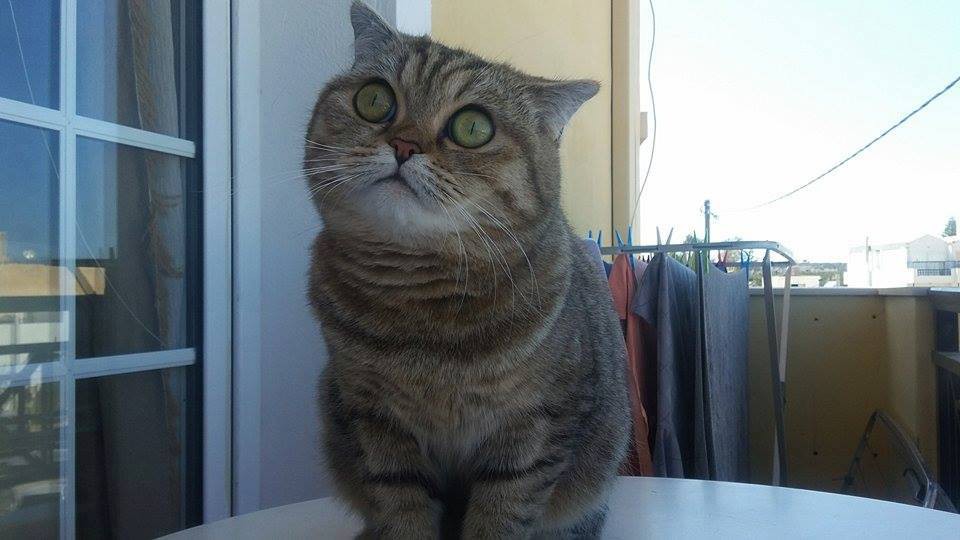 13077195 10208331493438985 2032686365 n.jpg