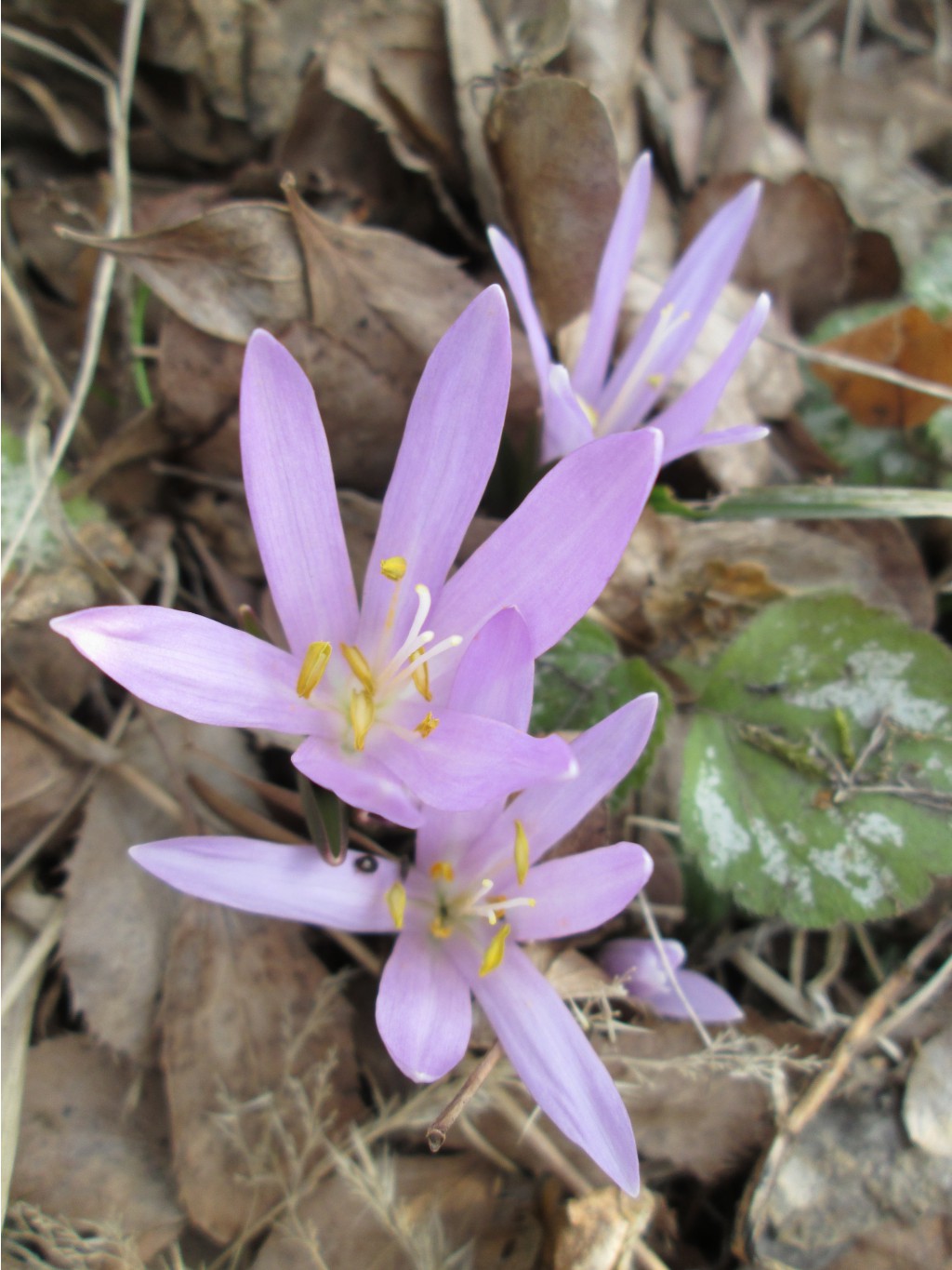 IMG 4240.JPG