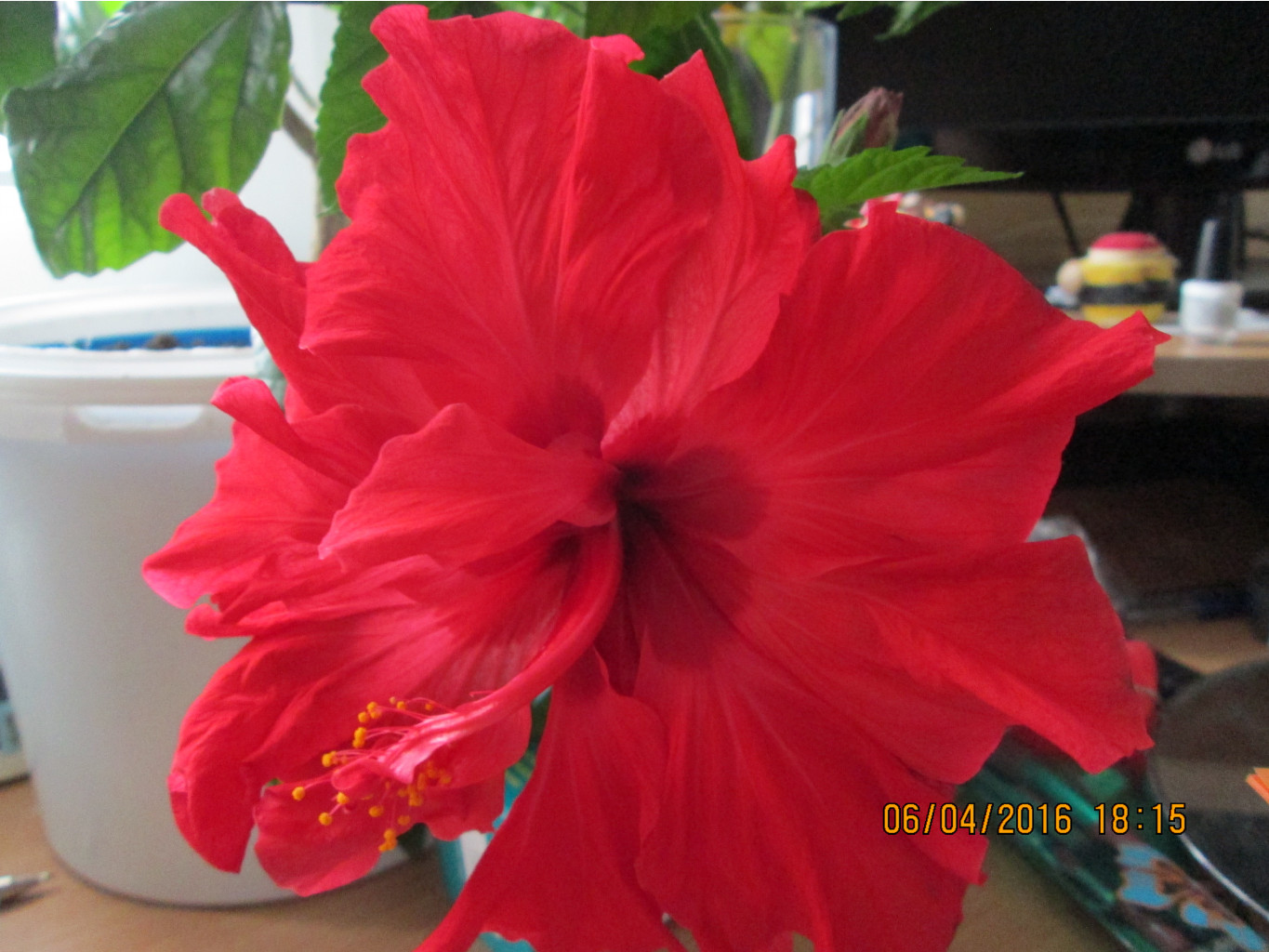 IMG 2809.JPG