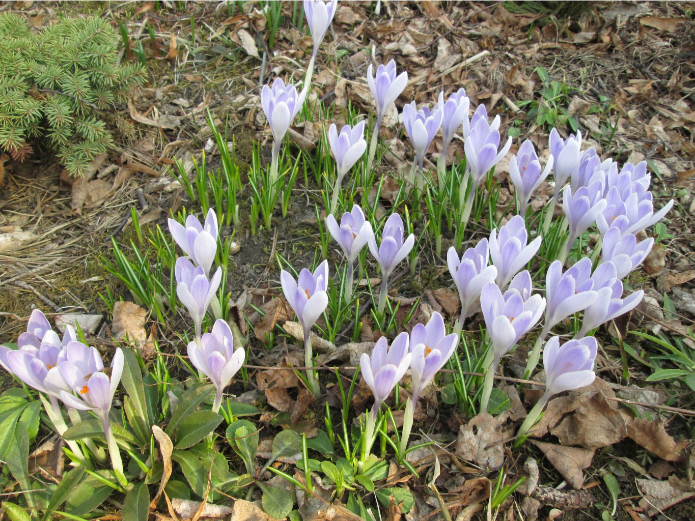 IMG 4241.JPG