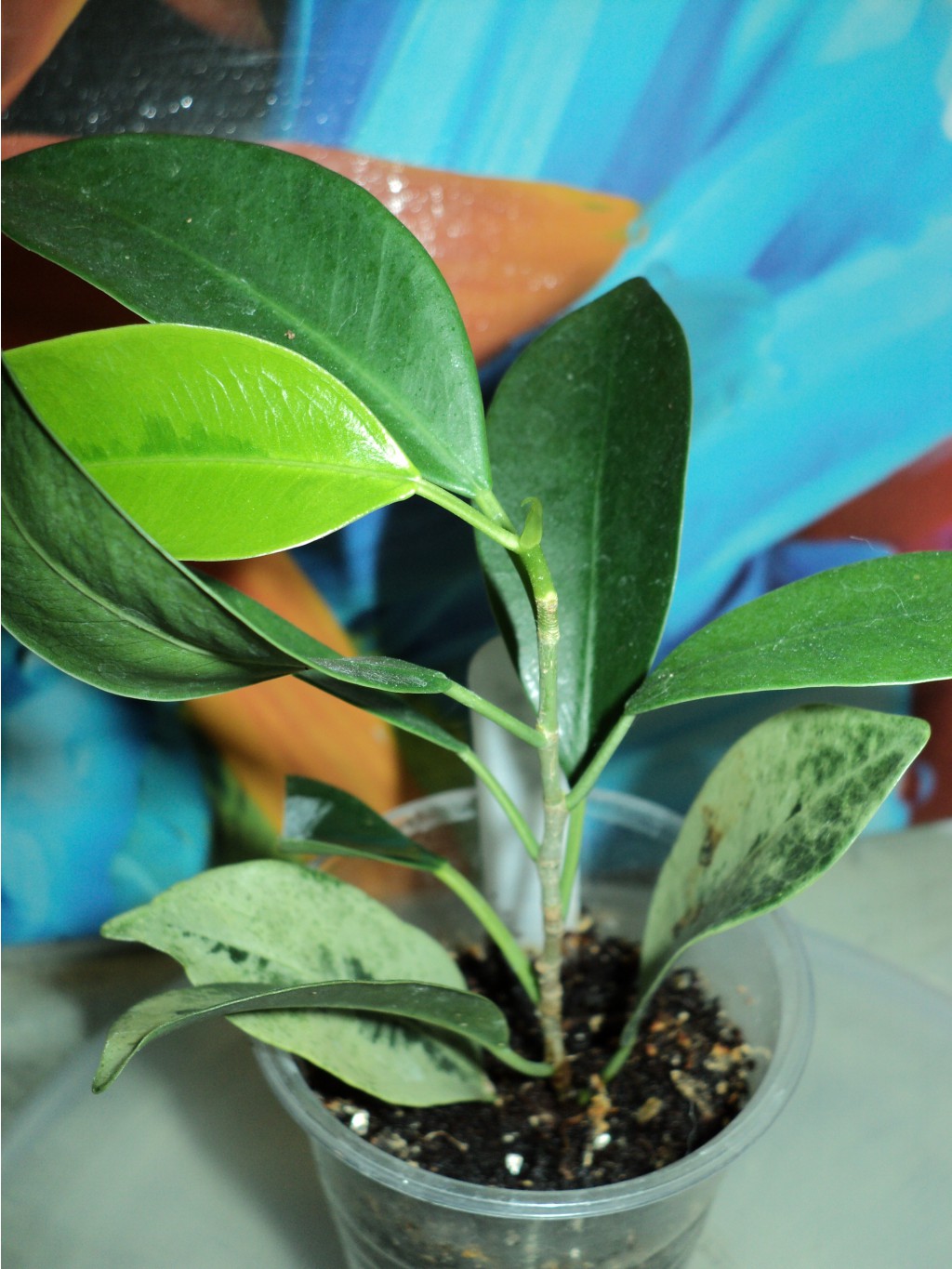 Ficus benjamina 'Mutabilis'