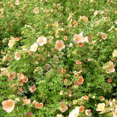    (V1,5-2.) ( ,  0.7.).jpg