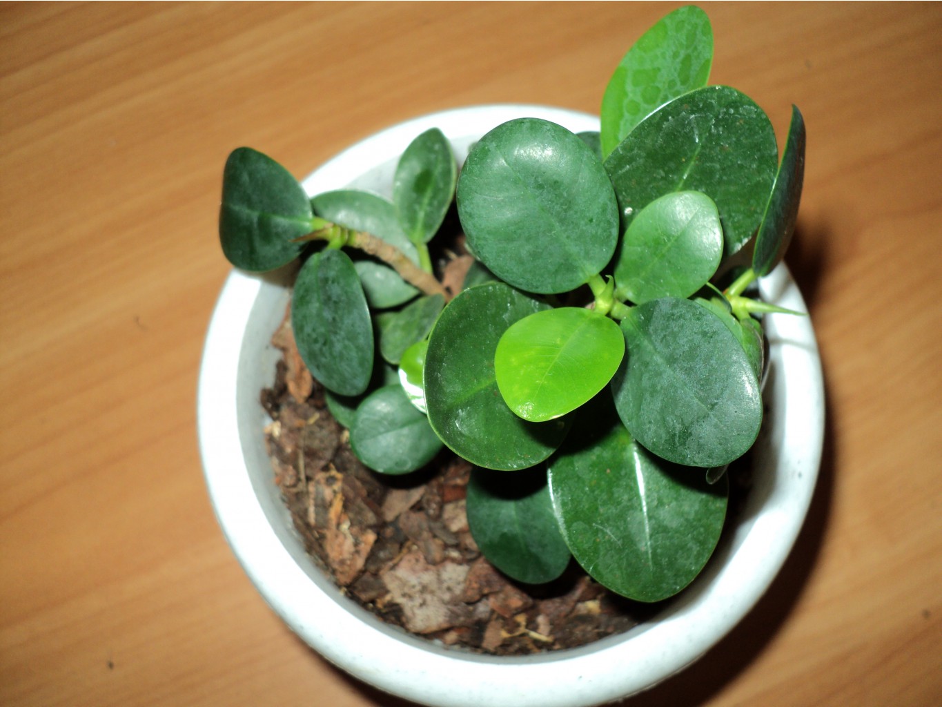 Ficus microcarpa cv Green Island