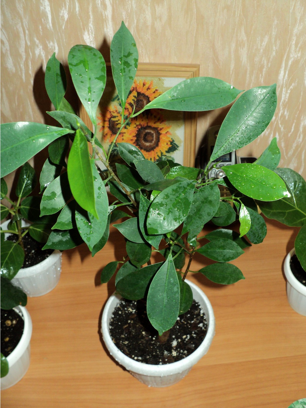   (Ficus retusa)