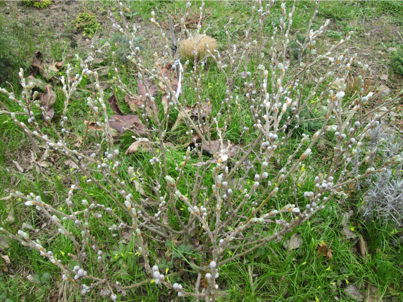 IMG 4266.JPG