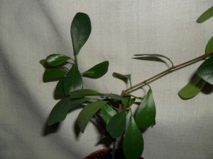   (Ficus deltoidea)150