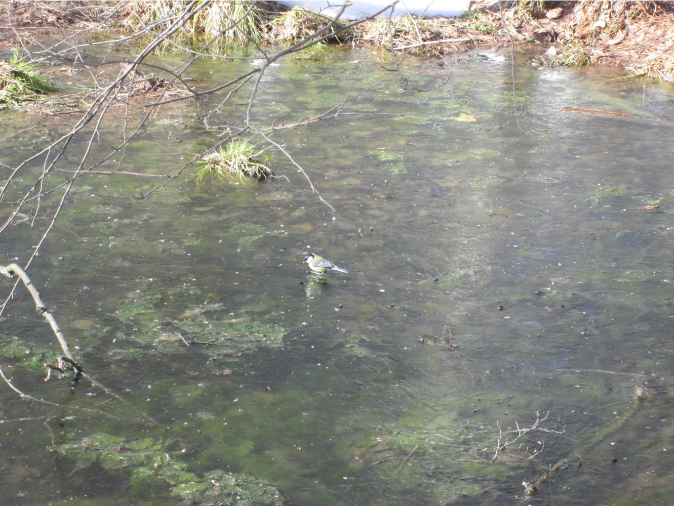 IMG 4187.JPG