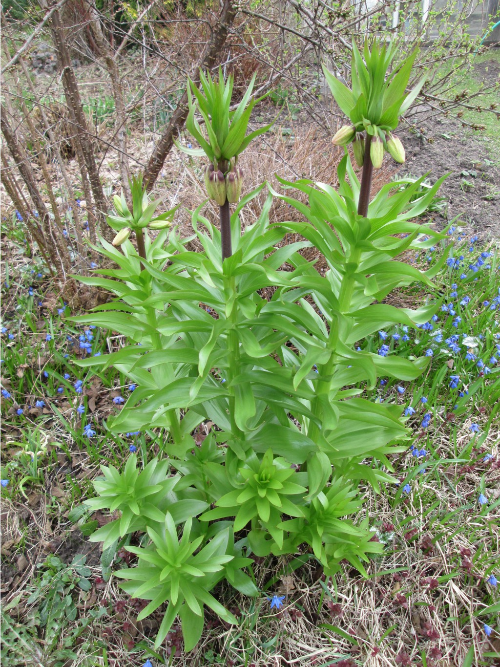IMG 4280.JPG