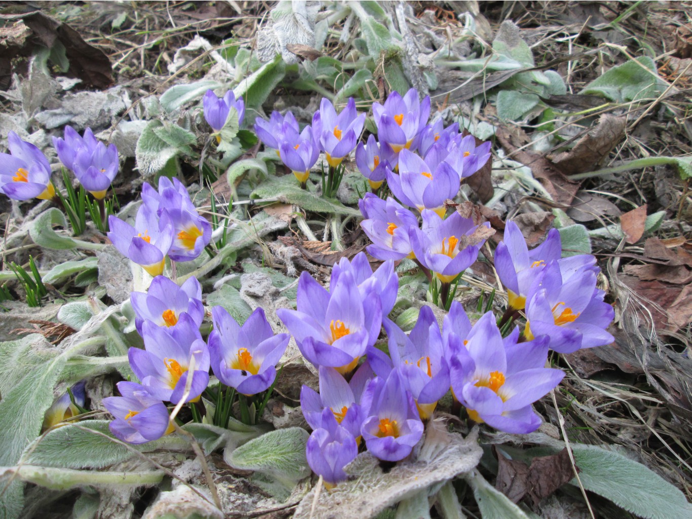 IMG 4251.JPG