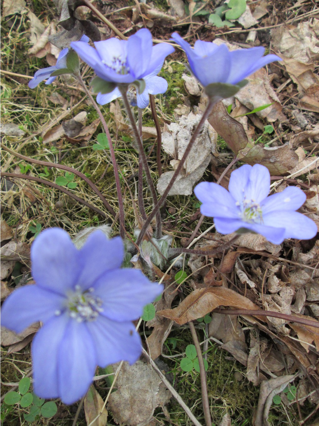 IMG 4278.JPG