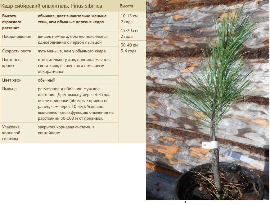   , Pinus sibirica 10-15 2  1000, 15-20 2 1800, 30-40 3-4  3500.jpg