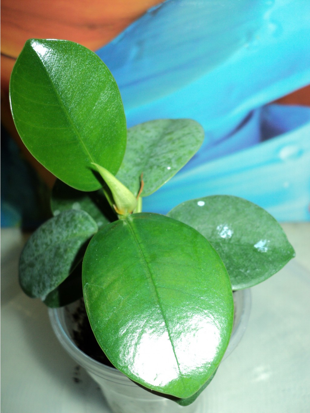 Ficus Benjamina Panda