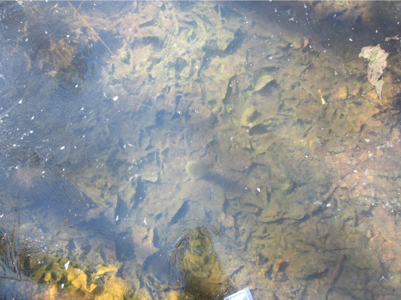 IMG 4186.JPG