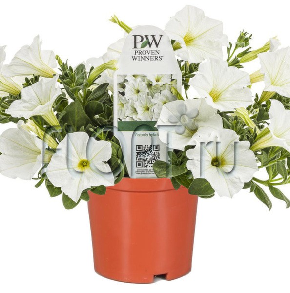 Петуния Фэймос белая 10х15. 78,75 руб.jpg