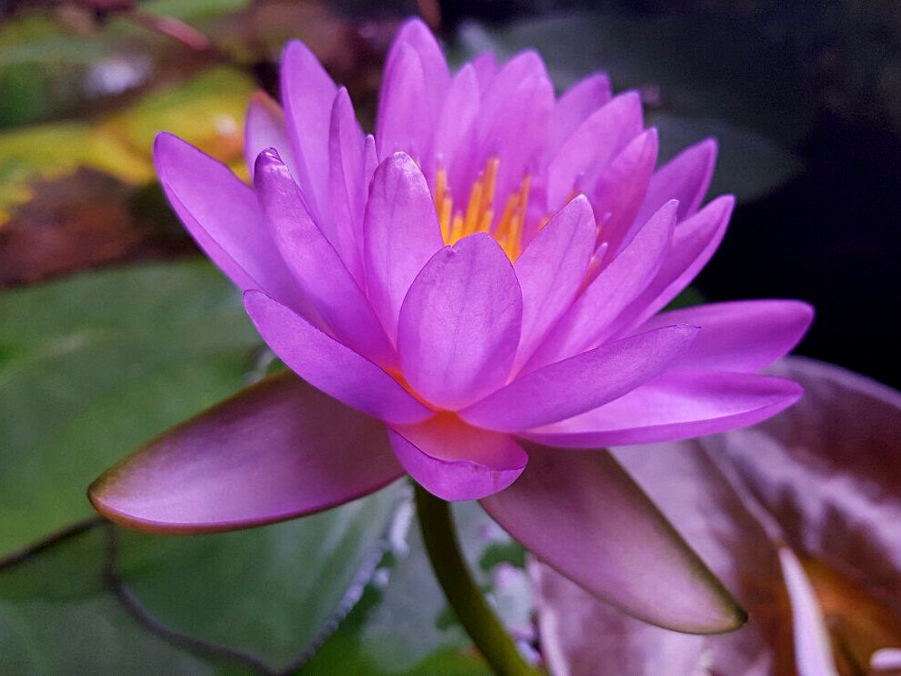 N. Siam Purple 2