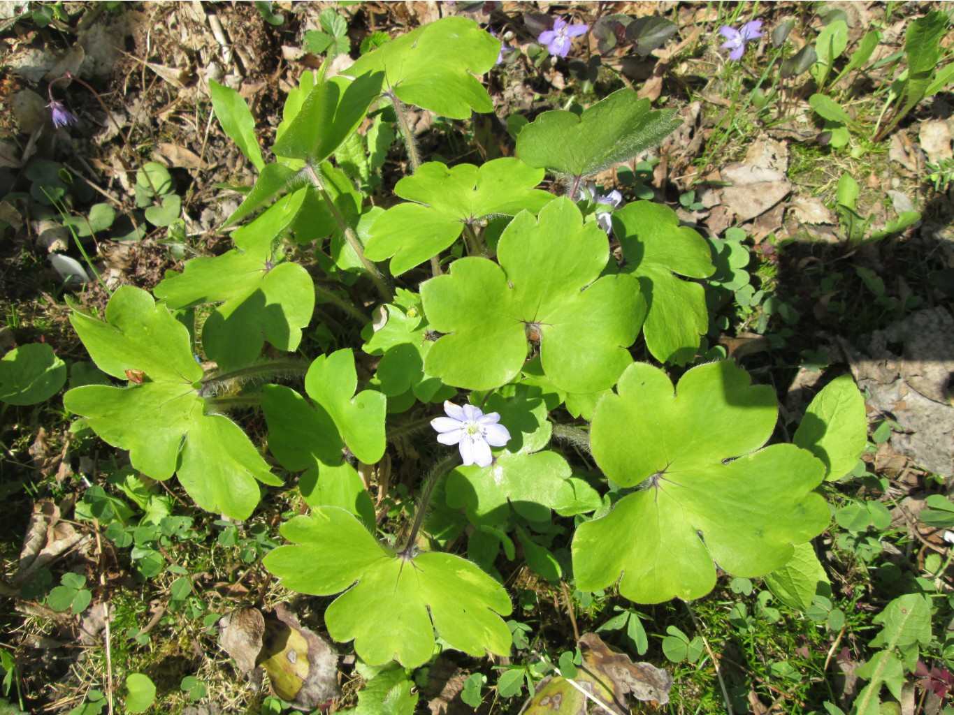 IMG 4319.JPG
