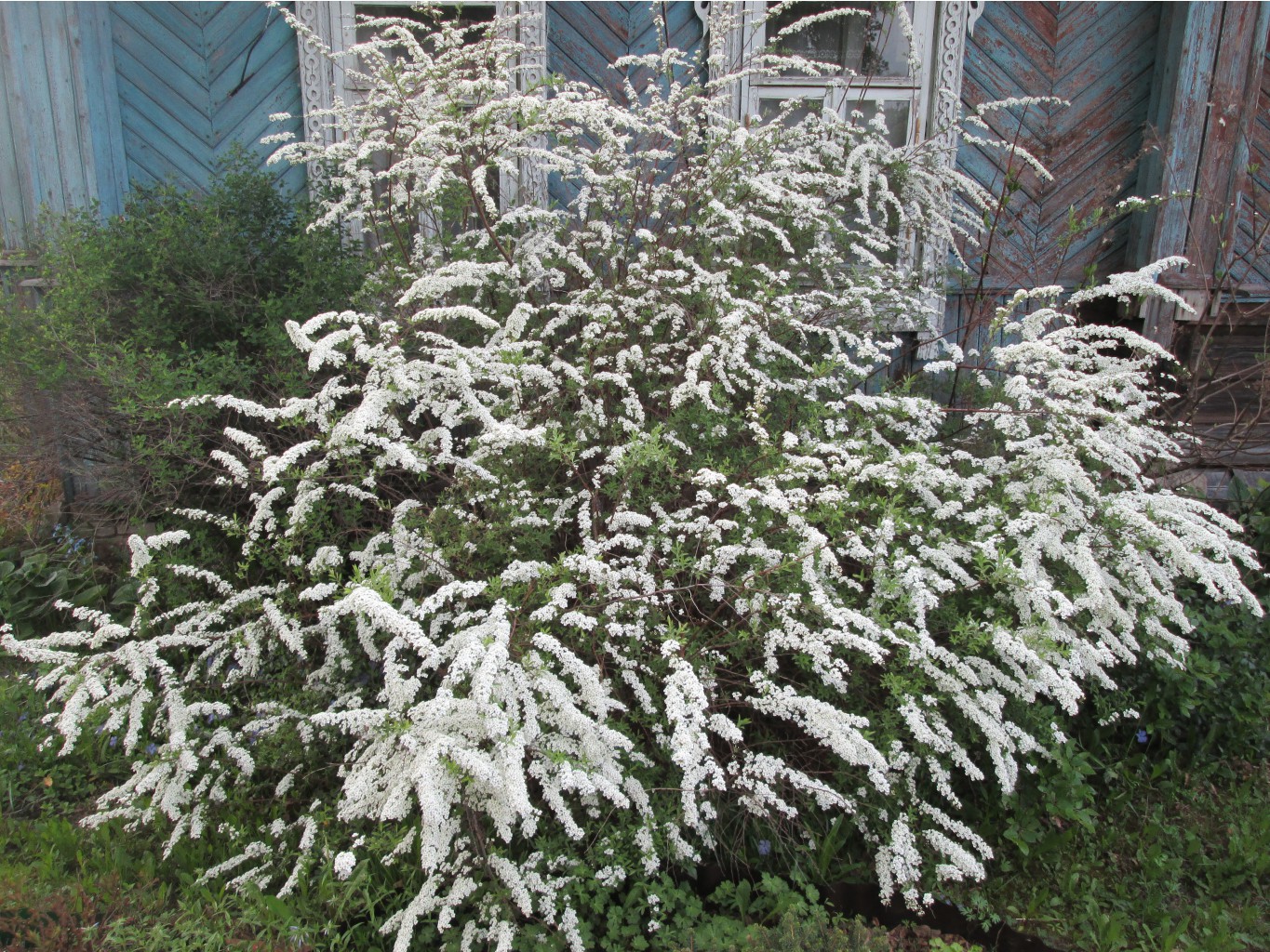 IMG 4356.JPG