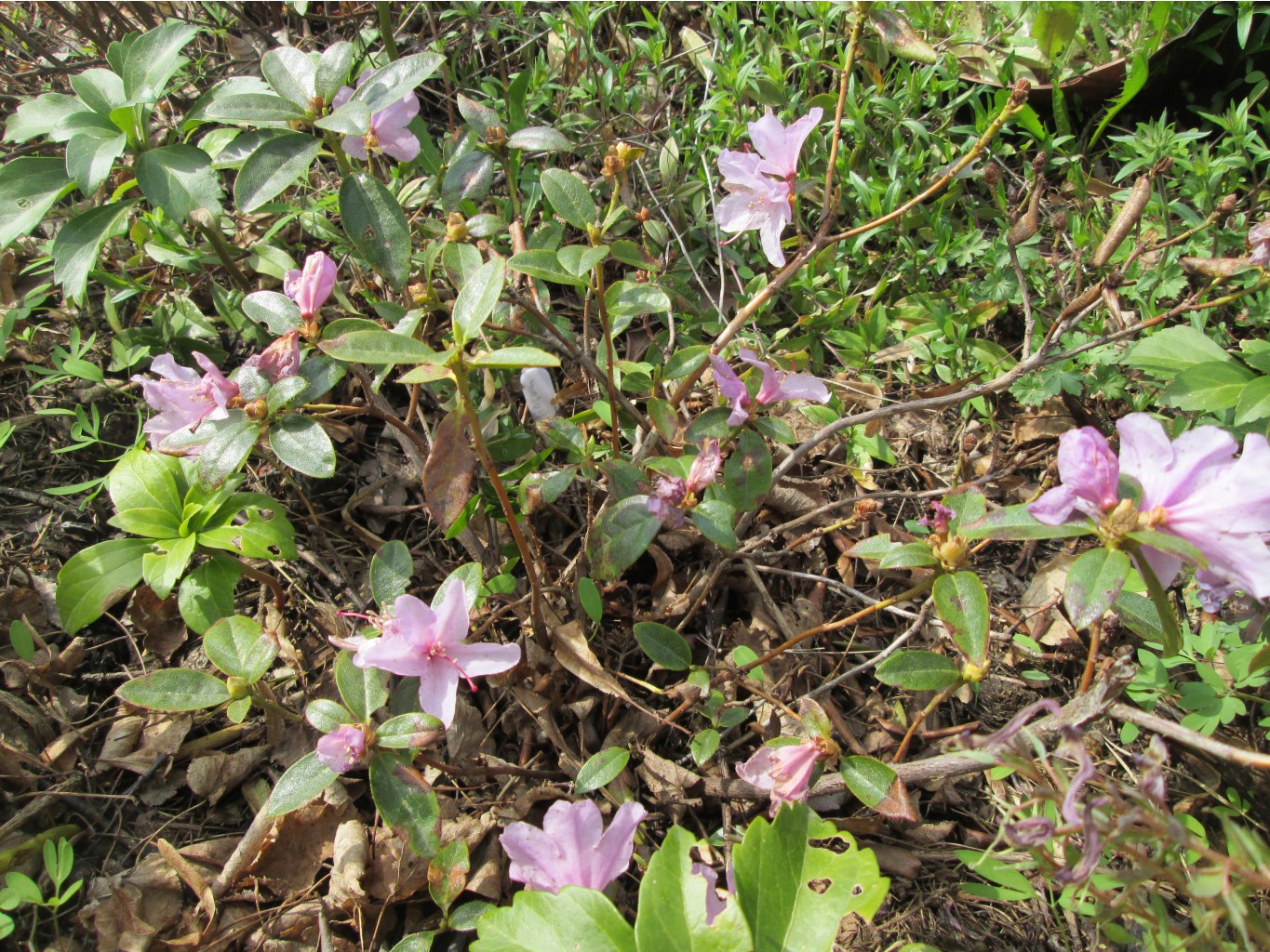 IMG 4289.JPG
