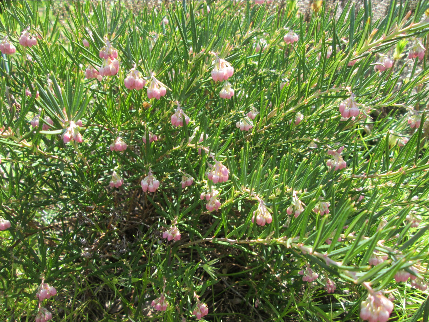 IMG 4337.JPG