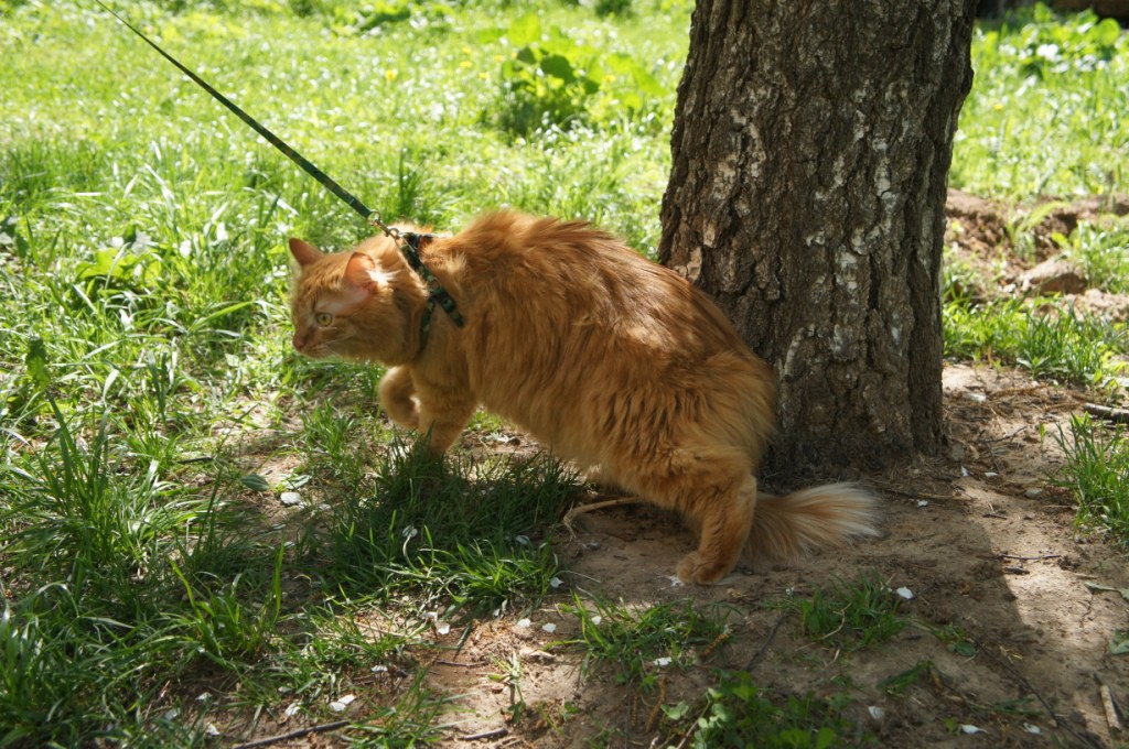 DSC08470.JPG