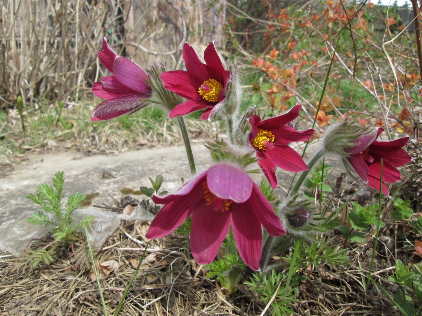 IMG 4287.JPG