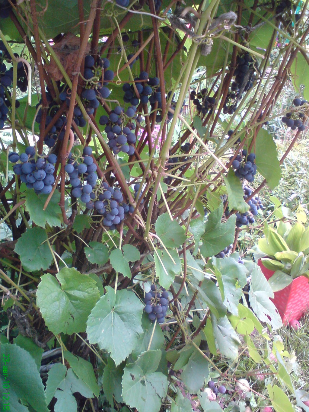 DSC00796.JPG