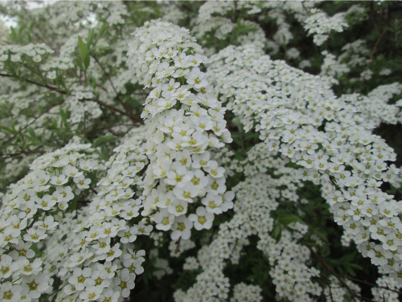 IMG 4357.JPG