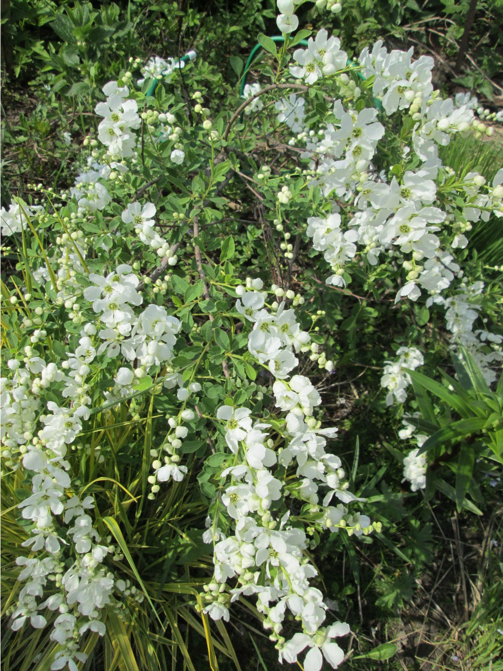 IMG 4365.JPG