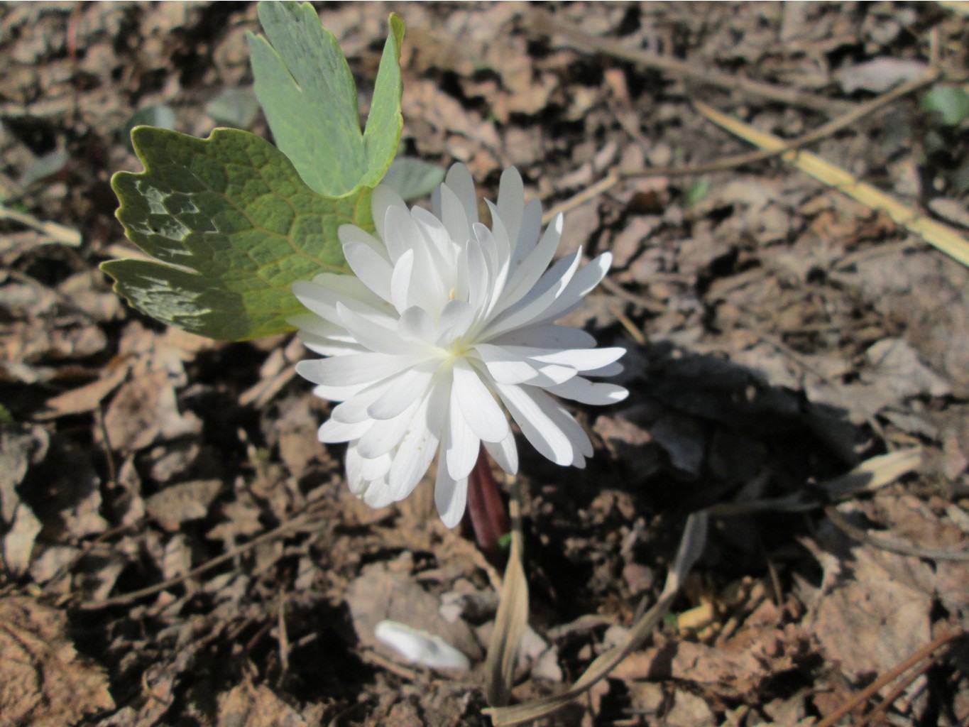 IMG 4317.JPG