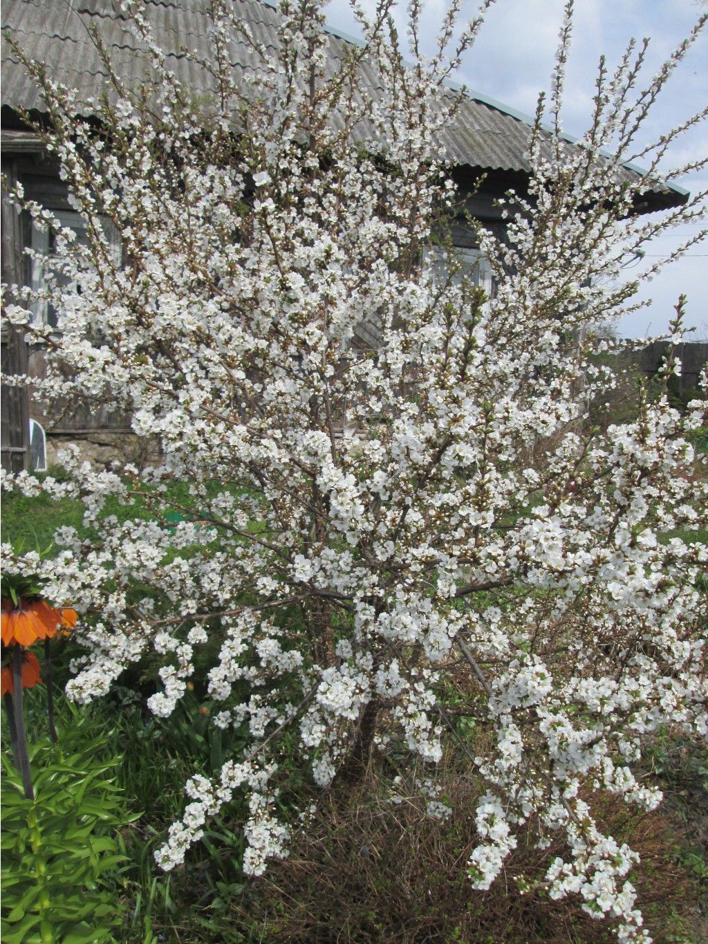 IMG 4285.JPG