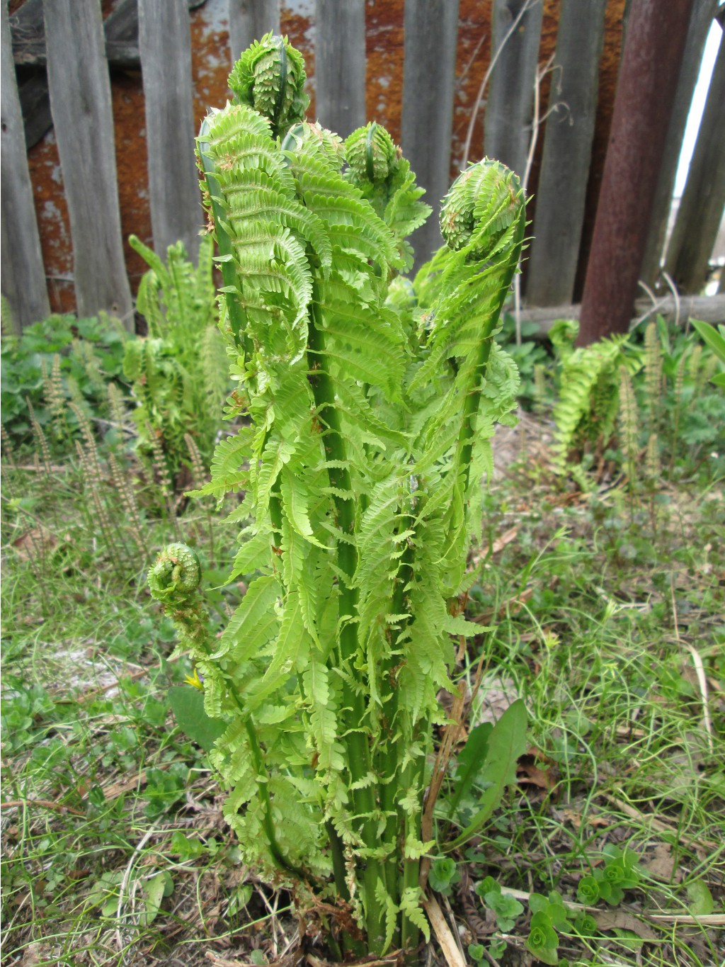 IMG 4312.JPG