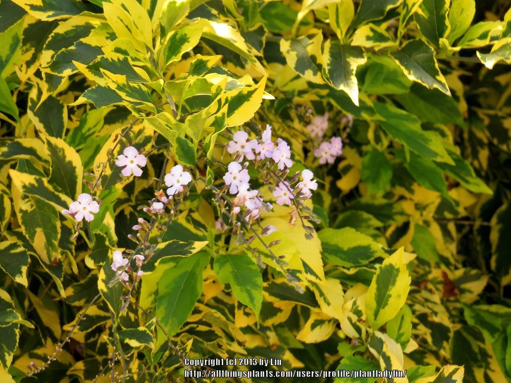  Duranta erecta 