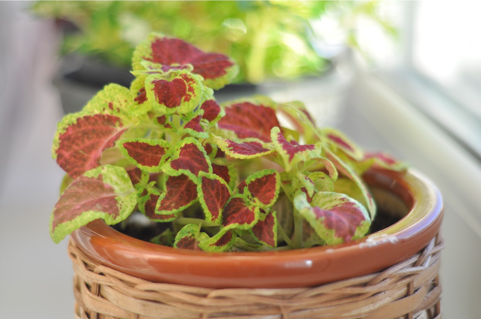 Coleus WIZARD SCARLET