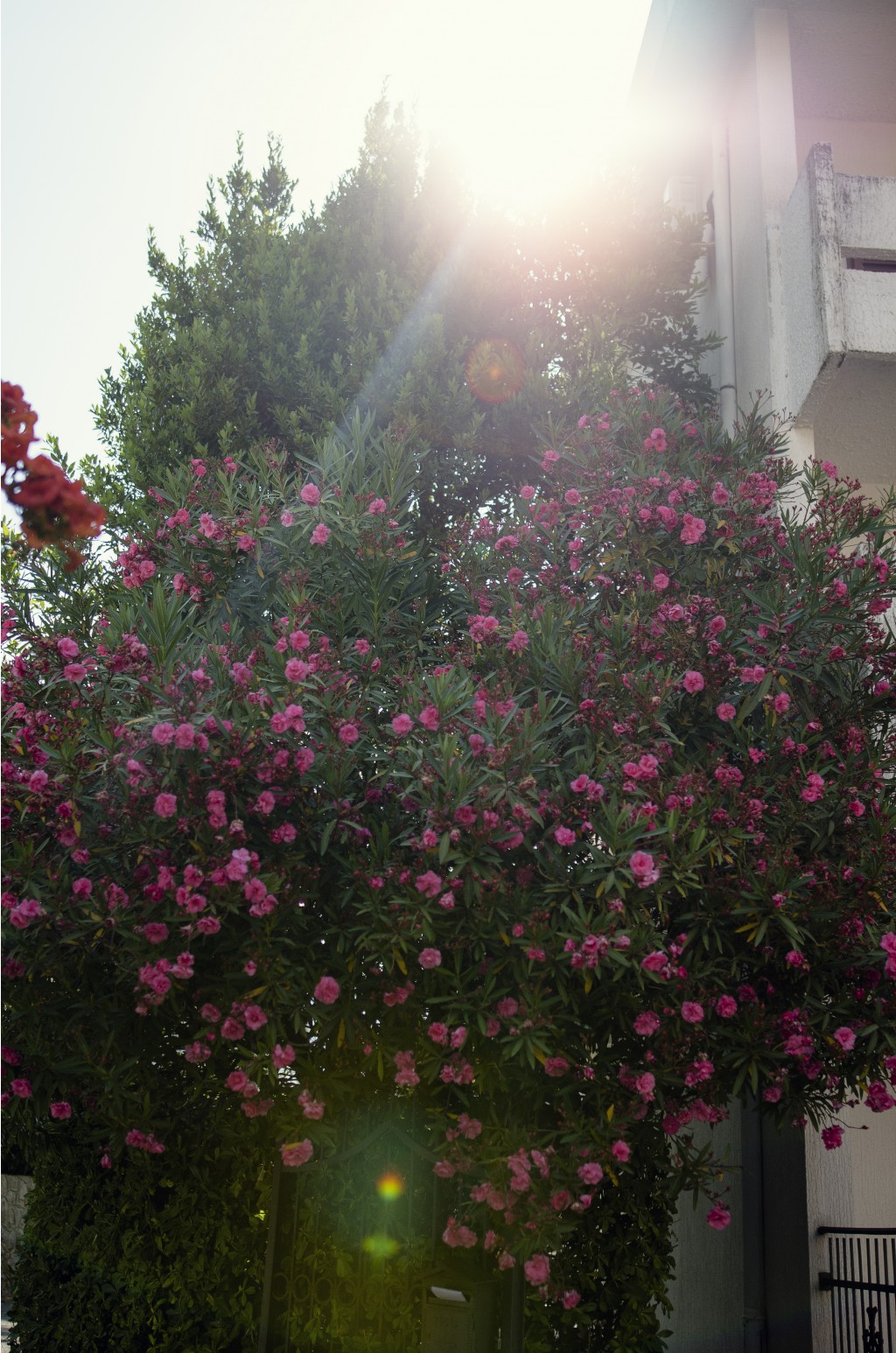 DSC 9289.jpg
