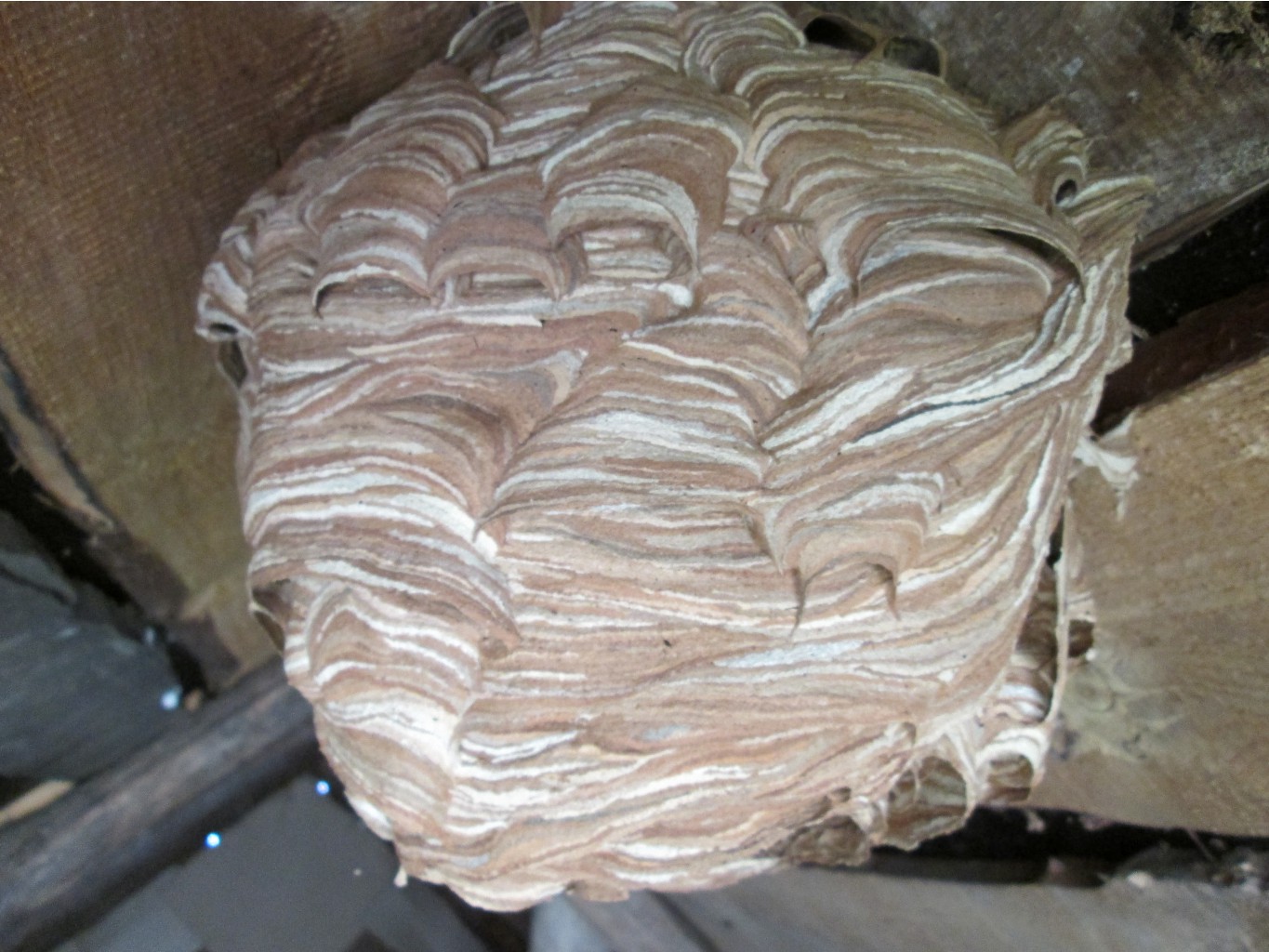 IMG 4344.JPG