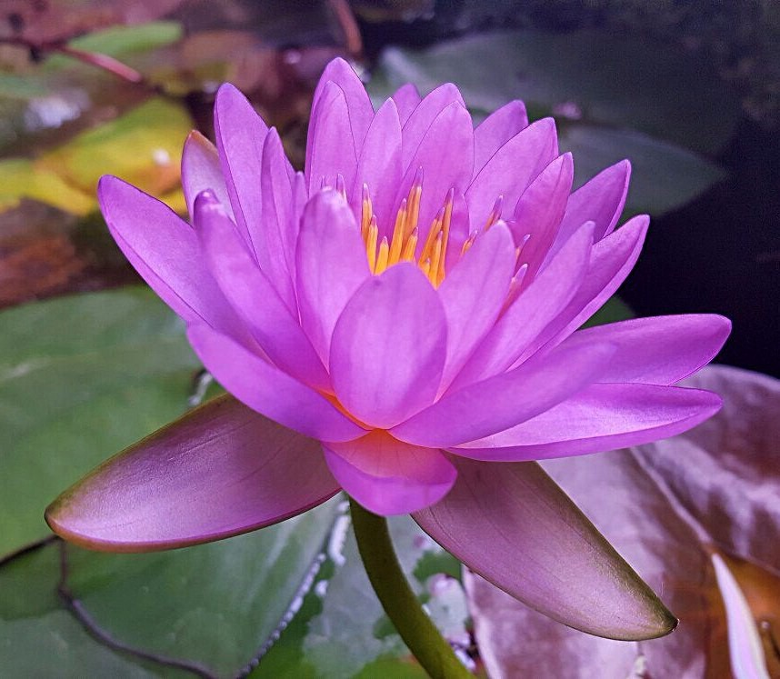 N. Siam Purple 2